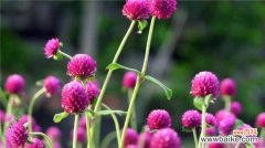 千日红怎么养？千日红的养殖方法