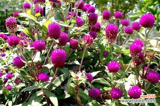 千日红怎么养?千日红的养殖方法