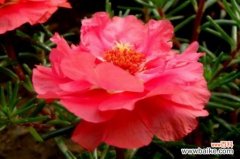 太阳花冬天怎么过冬？做到这4点可安全越冬