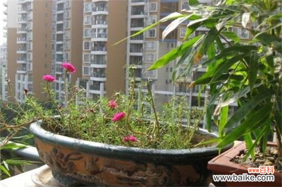 太阳花的种子怎么种?太阳花的种子的种植方法图解