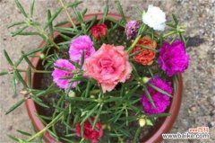 太阳花的种子怎么种？太阳花的种子的种植方法图解