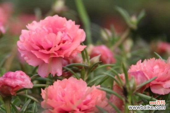 重瓣太阳花有种子吗