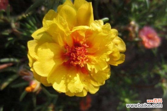 重瓣太阳花有种子吗