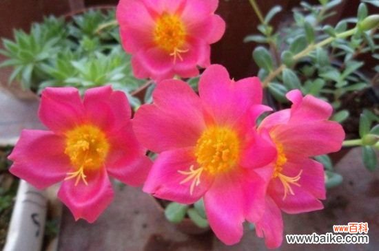 太阳花可以种在室内吗?太阳花适合什么时候种植