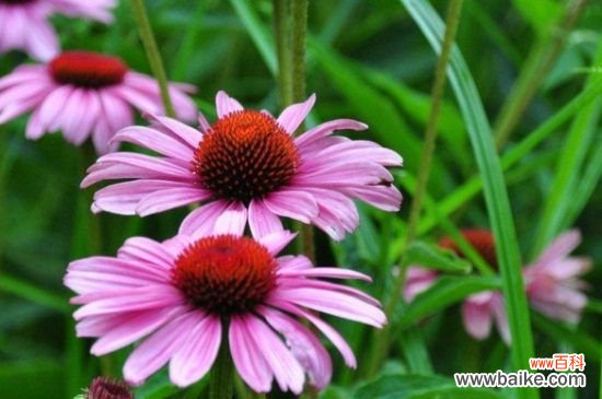 太阳花可以种在室内吗?太阳花适合什么时候种植