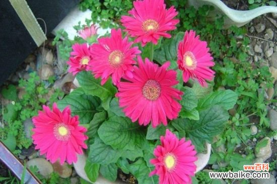 太阳花可以种在室内吗?太阳花适合什么时候种植