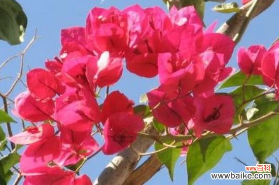 三角梅开花后怎样修剪？三角梅开花后的修剪方法