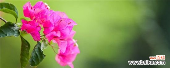 三角梅开花后怎样修剪？三角梅开花后的修剪方法