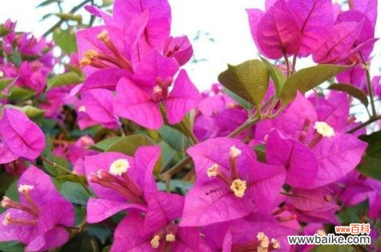 三角梅开花后怎样修剪？三角梅开花后的修剪方法