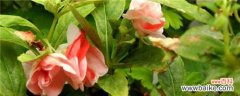 凤仙花的原产地是哪里？凤仙花原产云南、广西地区和印度
