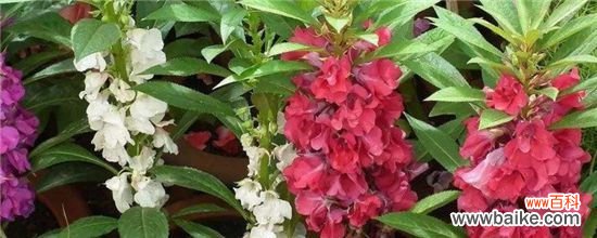 凤仙花由哪几部分组成？凤仙花的六个组成部分