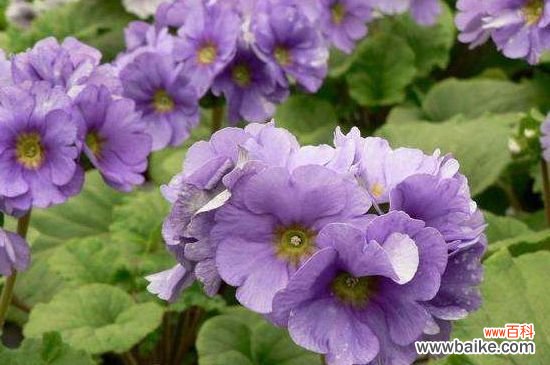 报春花怎么扦播？报春花扦插方法和注意事项