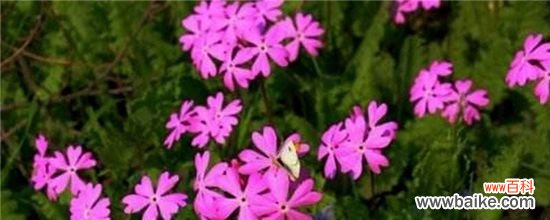 报春花怎么扦播？报春花扦插方法和注意事项