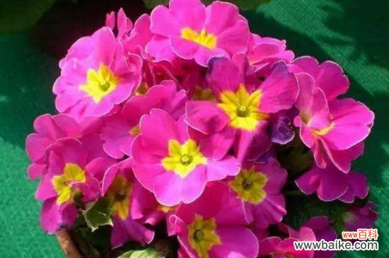 报春花怎么扦播？报春花扦插方法和注意事项