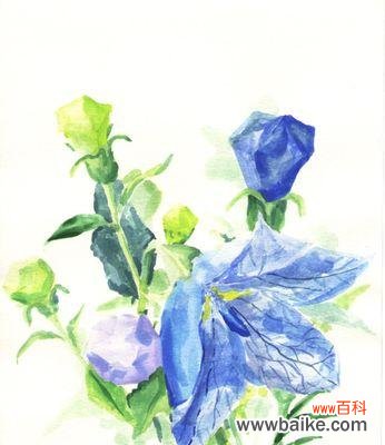 探寻桔梗花语的深层含义 桔梗的花语与寓意