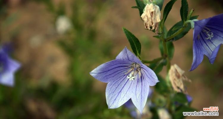探寻桔梗花语的深层含义 桔梗的花语与寓意