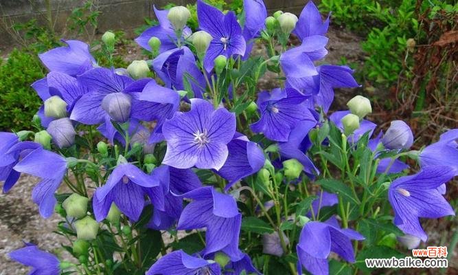 探寻桔梗花语的深层含义 桔梗的花语与寓意