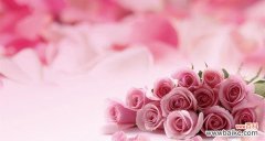 探寻淡粉色玫瑰的美丽与深情 淡粉色玫瑰的花语与意义