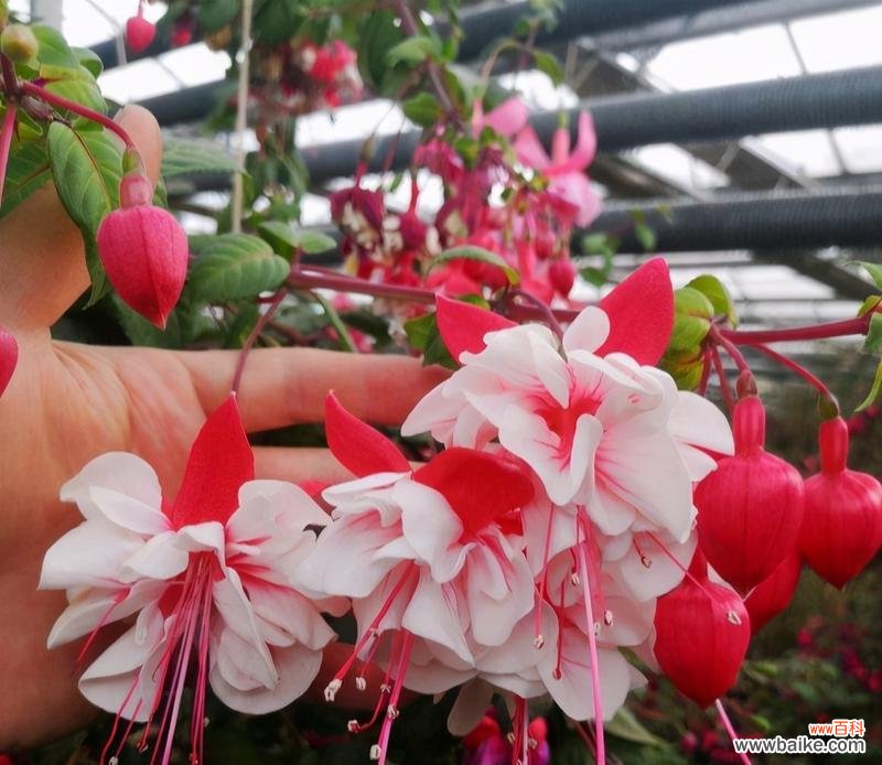 倒挂金钟花语寓意——遇见美好的契机