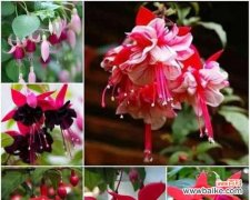 倒挂金钟花语寓意——遇见美好的契机