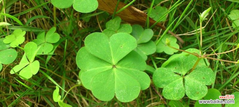 探秘四叶草的意义与神话 四叶草的花语和传说