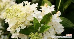 花香中的神话故事与象征意义 八仙花花语与传说