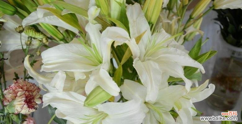 揭秘百合花香水所传递的真正情感 百合花香水的寓意与花语