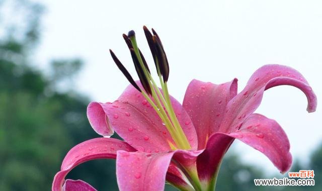 揭秘百合花香水所传递的真正情感 百合花香水的寓意与花语