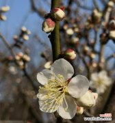 探秘梅花的诗意与文化底蕴 梅花花语的意义与象征