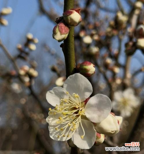 探秘梅花的诗意与文化底蕴 梅花花语的意义与象征