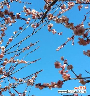 探秘梅花的诗意与文化底蕴 梅花花语的意义与象征