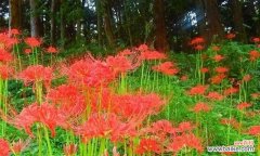 揭示彼岸花的文化底蕴 探寻彼岸花的深刻寓意