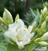 栀子花花语——“凝望你的美丽”