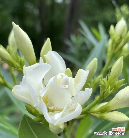 栀子花花语——“凝望你的美丽”