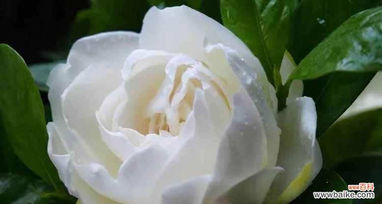 栀子花花语——“凝望你的美丽”