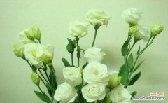 每种颜色的花语都不同，想知道吗？ 洋桔梗花语大揭秘！