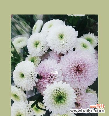 解读雏菊花语,从颜色探寻情感 各色雏菊的花语