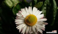 解读雏菊花语，从颜色探寻情感 各色雏菊的花语