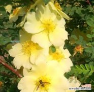 了解黄刺玫花语的深刻含义 黄刺玫的花语