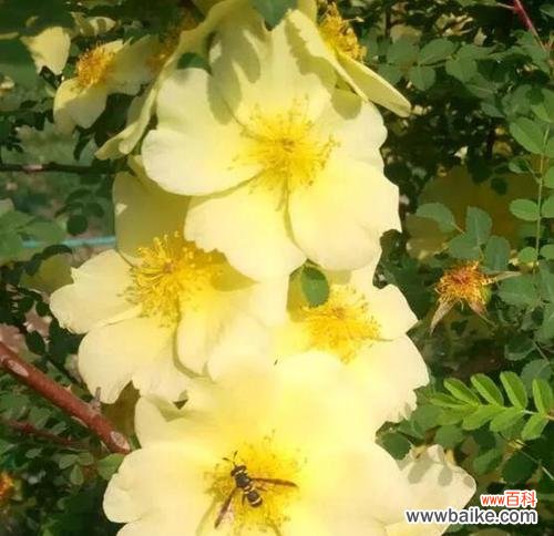 了解黄刺玫花语的深刻含义 黄刺玫的花语