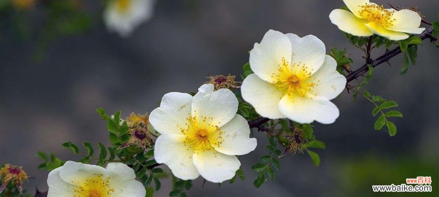 了解黄刺玫花语的深刻含义 黄刺玫的花语