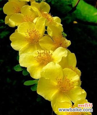 了解黄刺玫花语的深刻含义 黄刺玫的花语