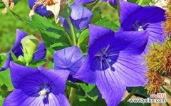 揭秘铃铛花的含义与象征意义，感受生命的美好 铃铛花花语解析