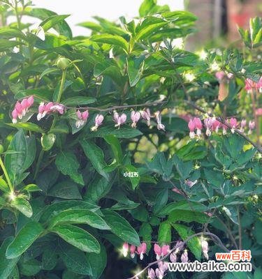 揭秘铃铛花的含义与象征意义,感受生命的美好 铃铛花花语解析