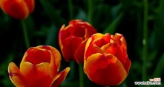 忧郁之美 黑色郁金香的花语