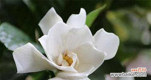 探寻栀子花的文化内涵和传说 栀子花语