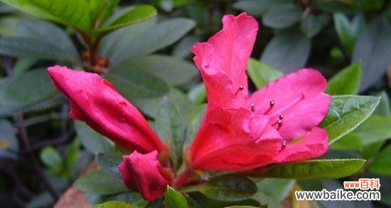 探索勒杜鹃的美丽及心灵意义 勒杜鹃花语与寓意