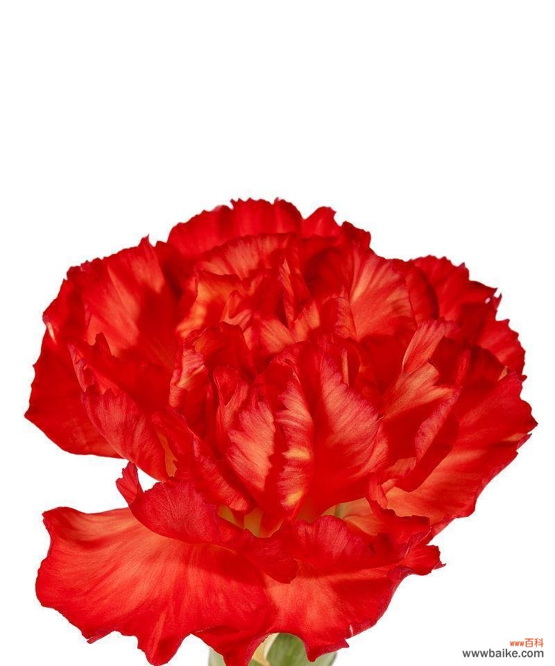 传递爱与热情的鲜花之选 红色康乃馨的意义与象征