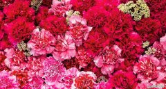 传递爱与热情的鲜花之选 红色康乃馨的意义与象征