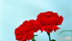 表达热情与爱意的红色康乃馨 红色康乃馨的花语和寓意